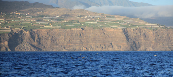 Kuhls Stormvogels bij La Palma